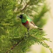 Southern Double-collared Sunbird