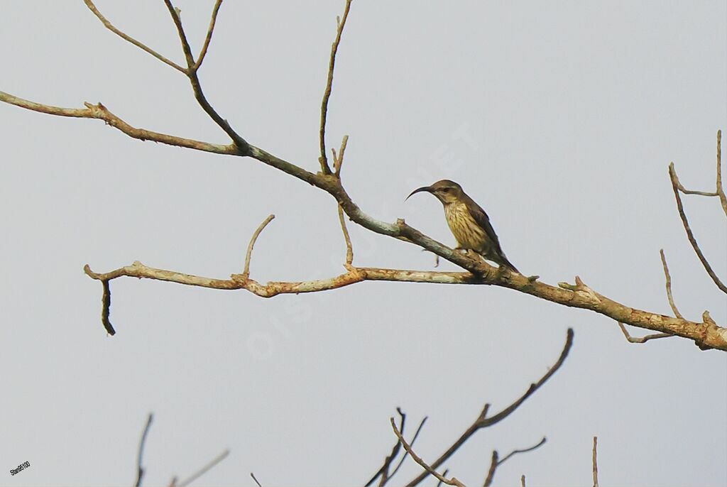 Johanna's Sunbird female adult breeding