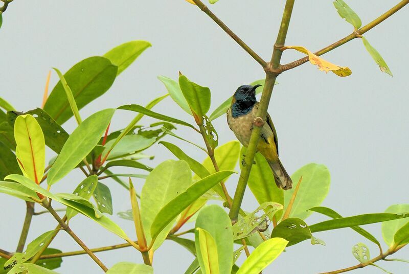 Reichenbach's Sunbird male adult breeding