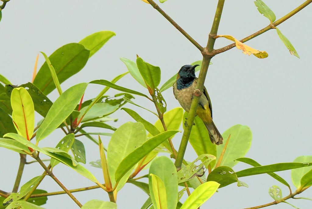 Reichenbach's Sunbird male adult breeding