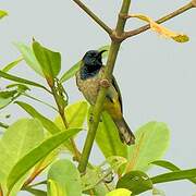 Reichenbach's Sunbird