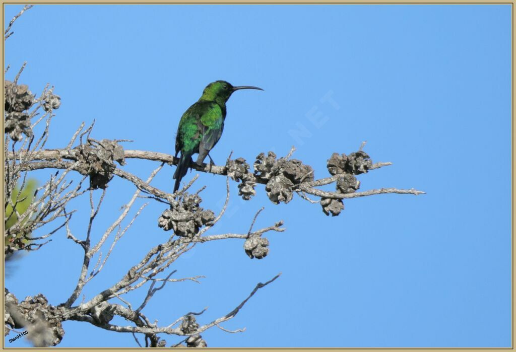 Souimanga malachite mâle adulte nuptial