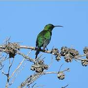 Malachite Sunbird