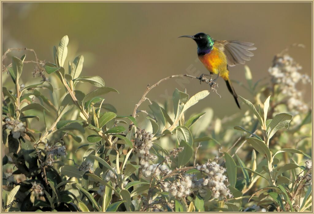 Orange-breasted Sunbird male adult breeding