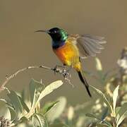 Orange-breasted Sunbird