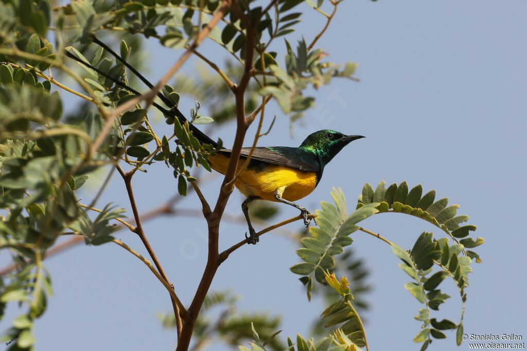 Pygmy Sunbird male adult breeding