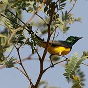 Pygmy Sunbird