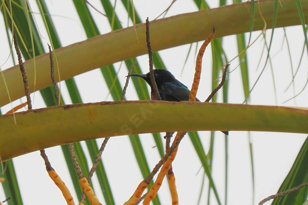 Superb Sunbird male adult breeding