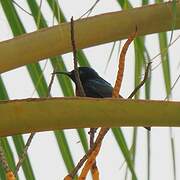 Superb Sunbird