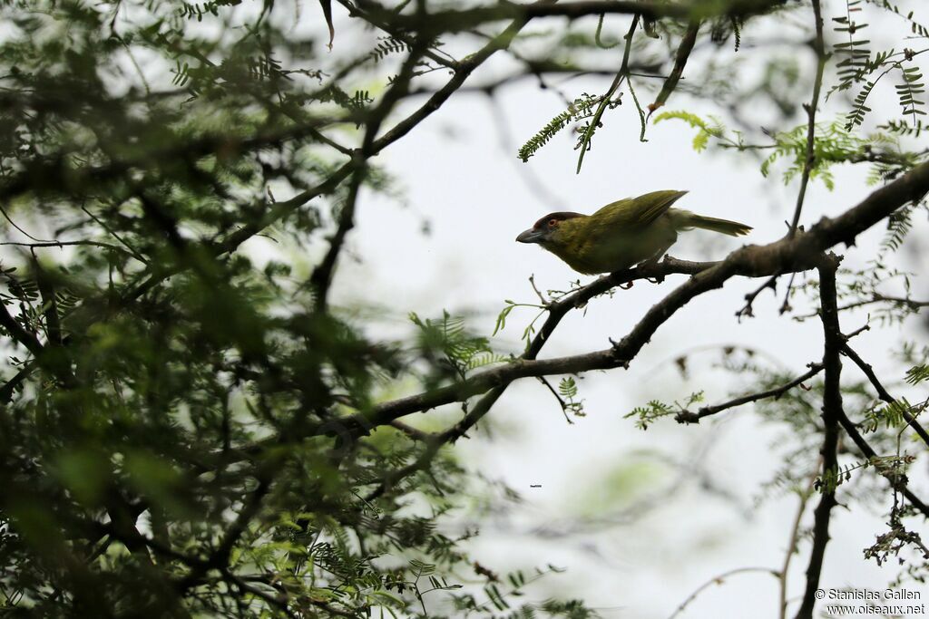 Rufous-browed Peppershrikeadult