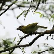 Rufous-browed Peppershrike