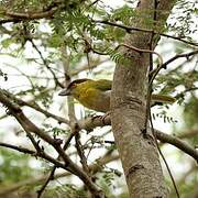 Rufous-browed Peppershrike