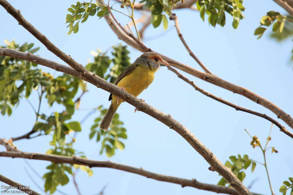 Rufous-browed Peppershrike male adult breeding, habitat, pigmentation