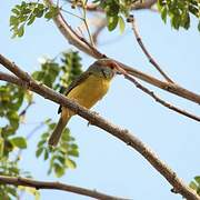 Rufous-browed Peppershrike