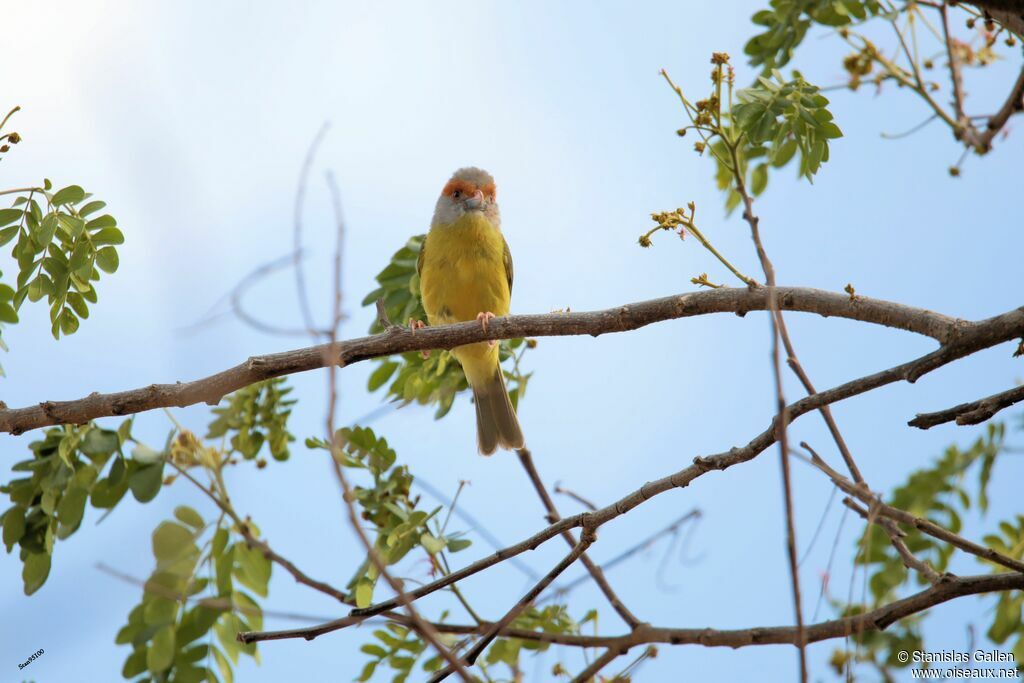 Rufous-browed Peppershrike male adult breeding