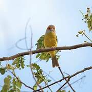 Rufous-browed Peppershrike