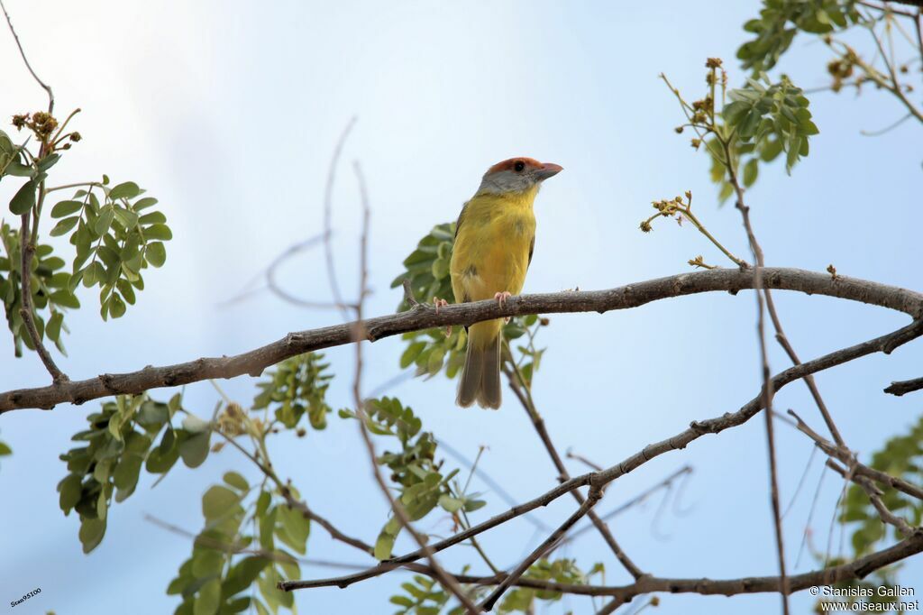 Rufous-browed Peppershrike male adult breeding