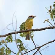 Rufous-browed Peppershrike