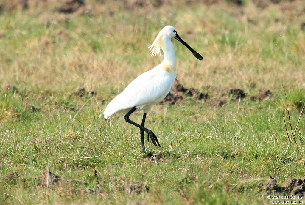 Eurasian Spoonbilladult breeding, walking