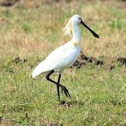 Eurasian Spoonbill