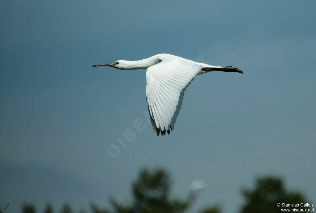 Eurasian Spoonbilljuvenile, Flight