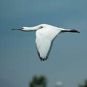 Eurasian Spoonbill