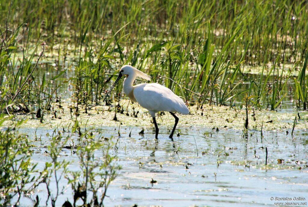 Eurasian Spoonbilladult breeding, walking, fishing/hunting