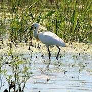 Eurasian Spoonbill