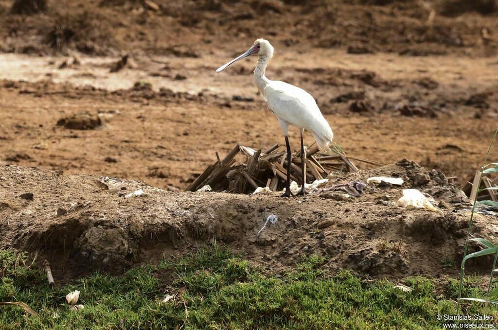 African SpoonbillFirst year