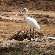 African Spoonbill