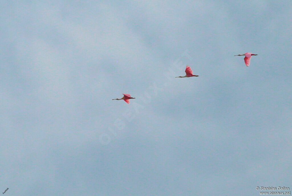 Roseate Spoonbilladult, Flight