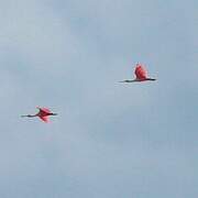 Roseate Spoonbill