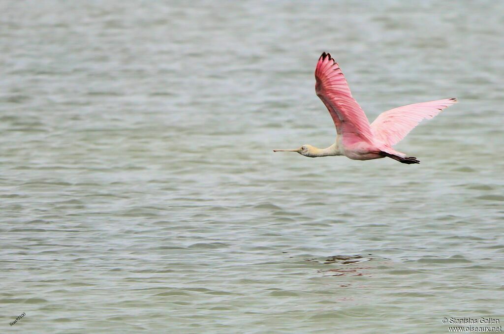 Roseate Spoonbilladult, Flight