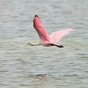 Roseate Spoonbill