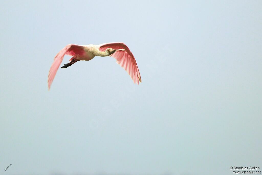 Roseate Spoonbilladult, Flight