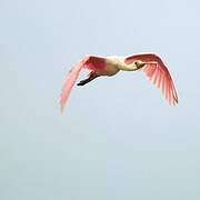 Roseate Spoonbill