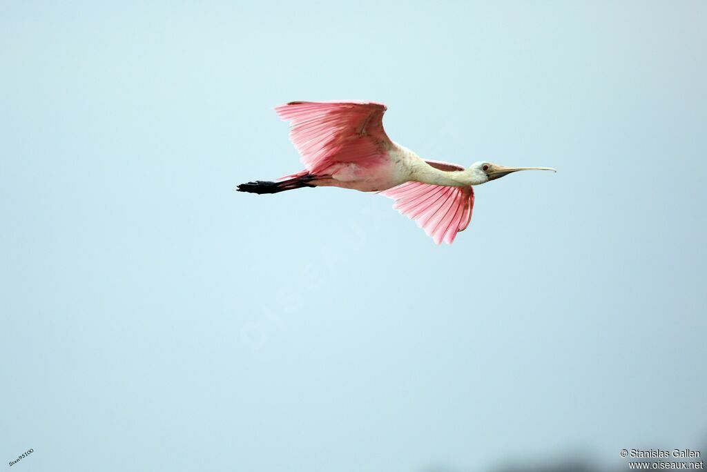 Roseate Spoonbilladult, Flight