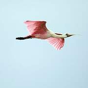 Roseate Spoonbill