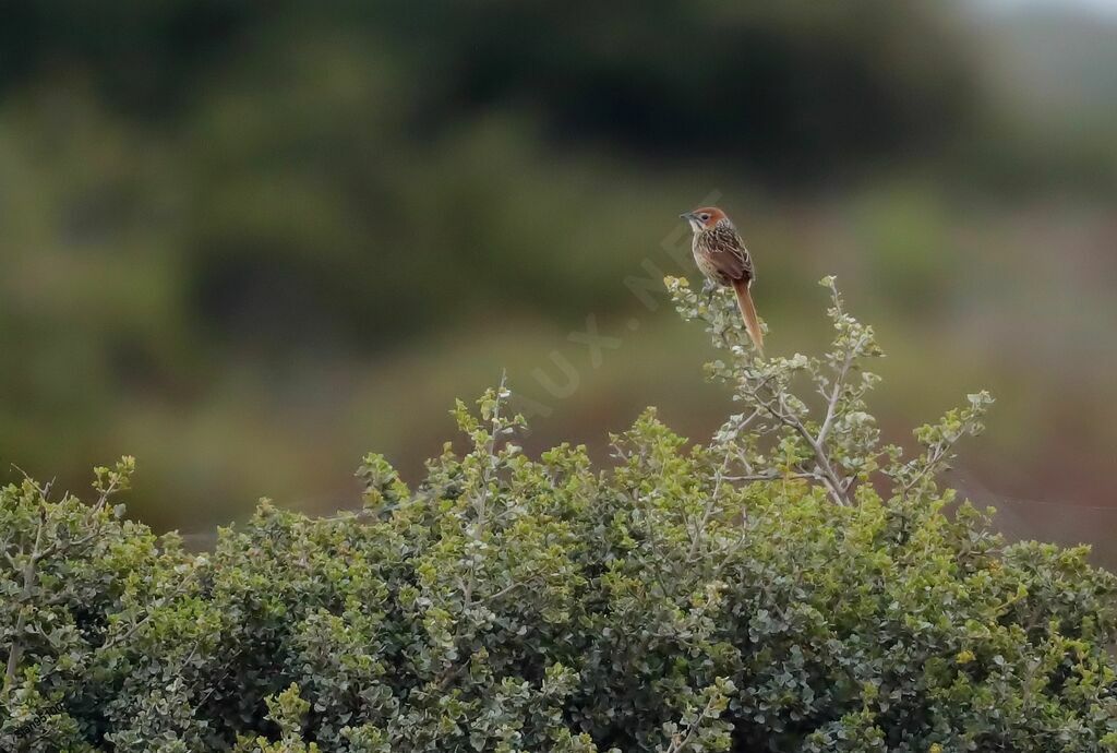 Cape Grassbird male adult breeding