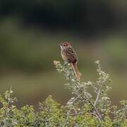 Cape Grassbird