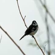 Wing-barred Seedeater