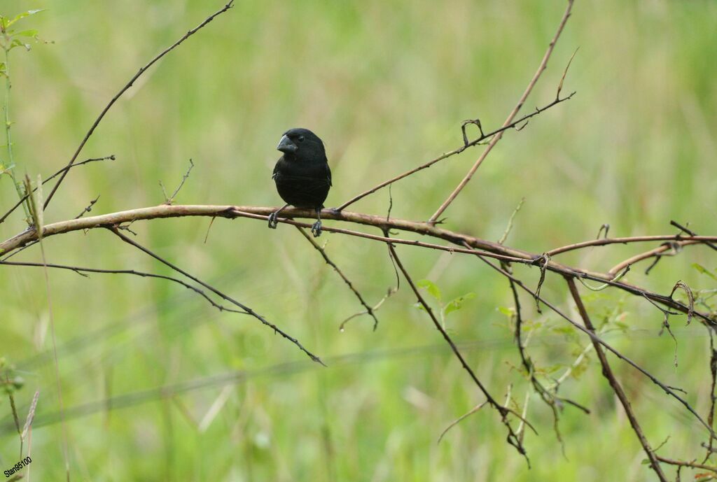 Thick-billed Seed Finch male adult breeding