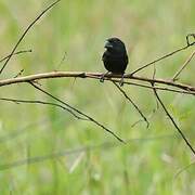 Thick-billed Seed Finch