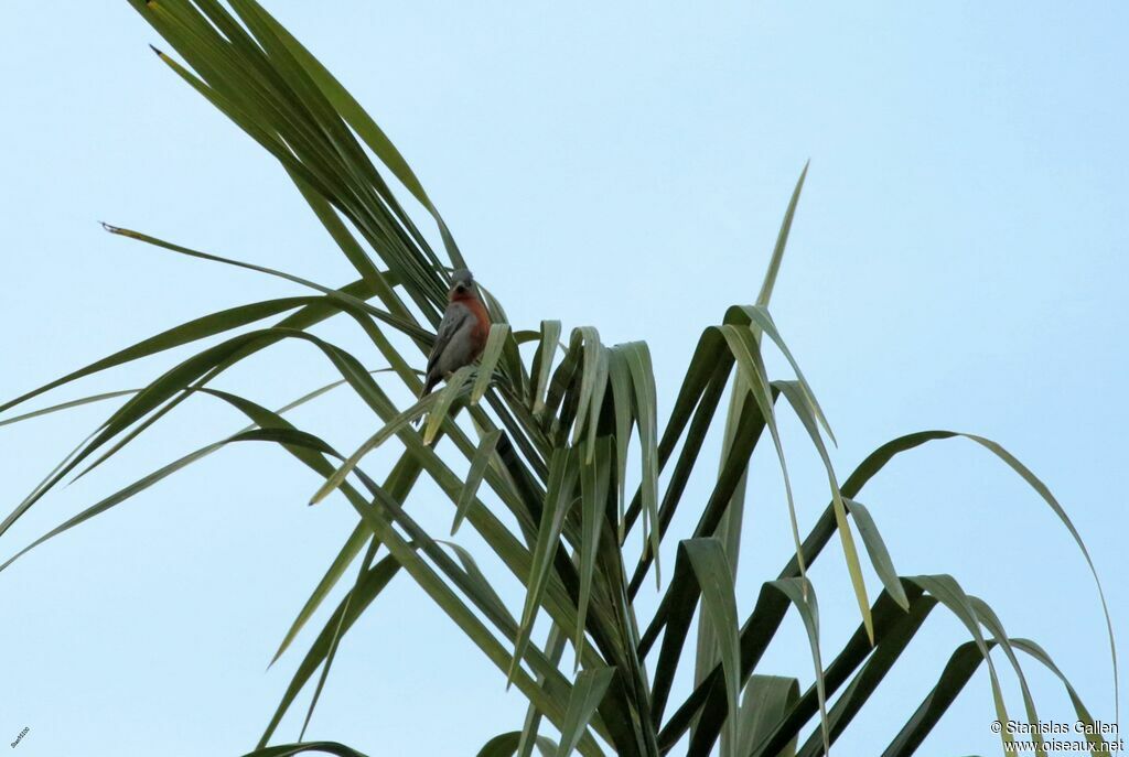 Chestnut-bellied Seedeateradult breeding