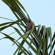 Chestnut-bellied Seedeater