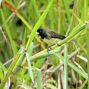 Yellow-bellied Seedeater