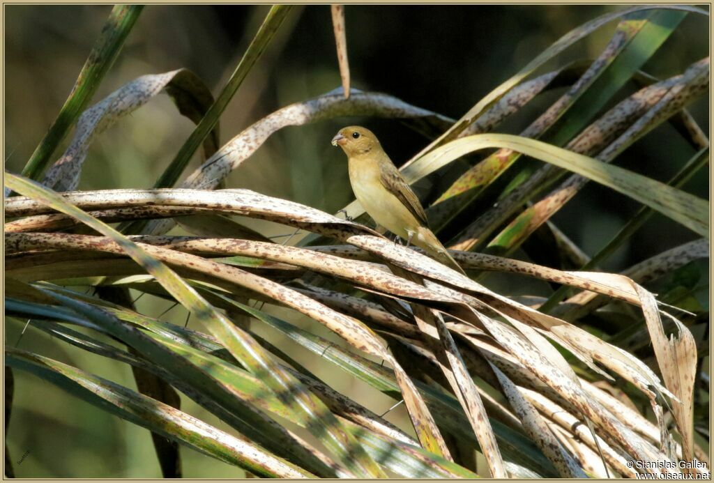 Lined Seedeater female adult