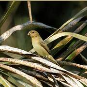 Lined Seedeater