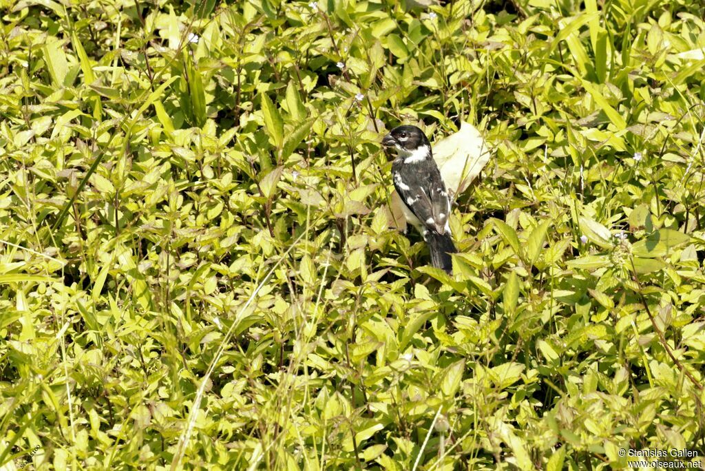 Morelet's Seedeater male adult breeding