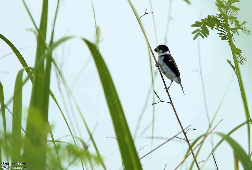 Caqueta Seedeater male adult breeding